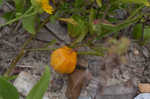 Coastal groundcherry